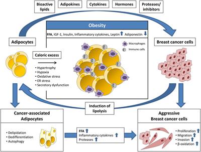 Obesity and Breast Cancer: Current Insights on the Role of Fatty Acids and Lipid Metabolism in Promoting Breast Cancer Growth and Progression